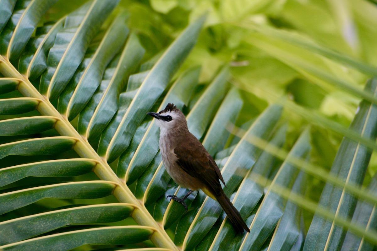 Vogel Tongsai Bay
