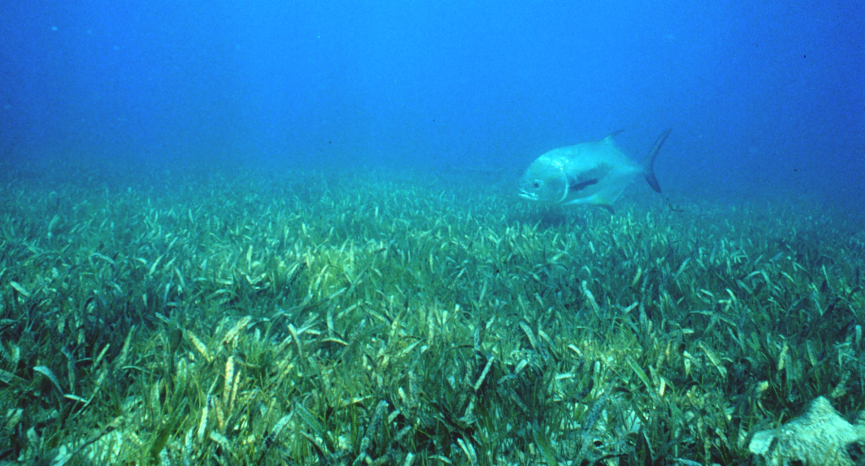 Unassuming CO2 Reservoirs in Danger: How Tourism Threatens Seagrass Beds