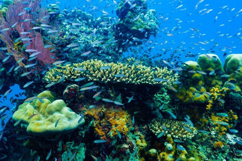 Coral reefs © Zeavola