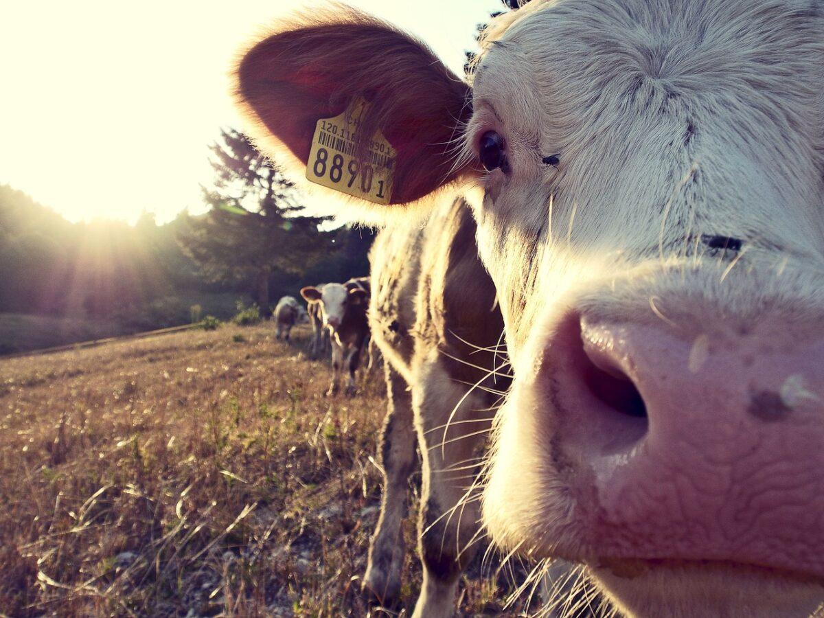 The climate impact of milk – Why we should start thinking about alternatives