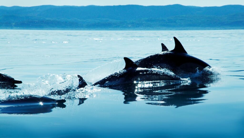 Dolphins in the Adriatic Sea