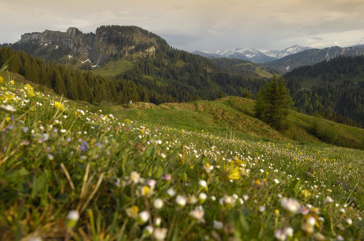 Digital-Detox: Green oases of tranquility