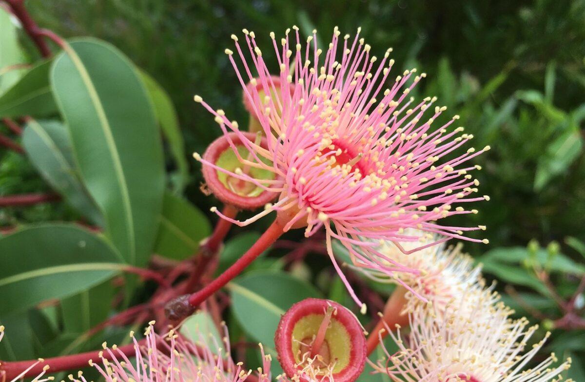 Can exotic plants be sustainable?