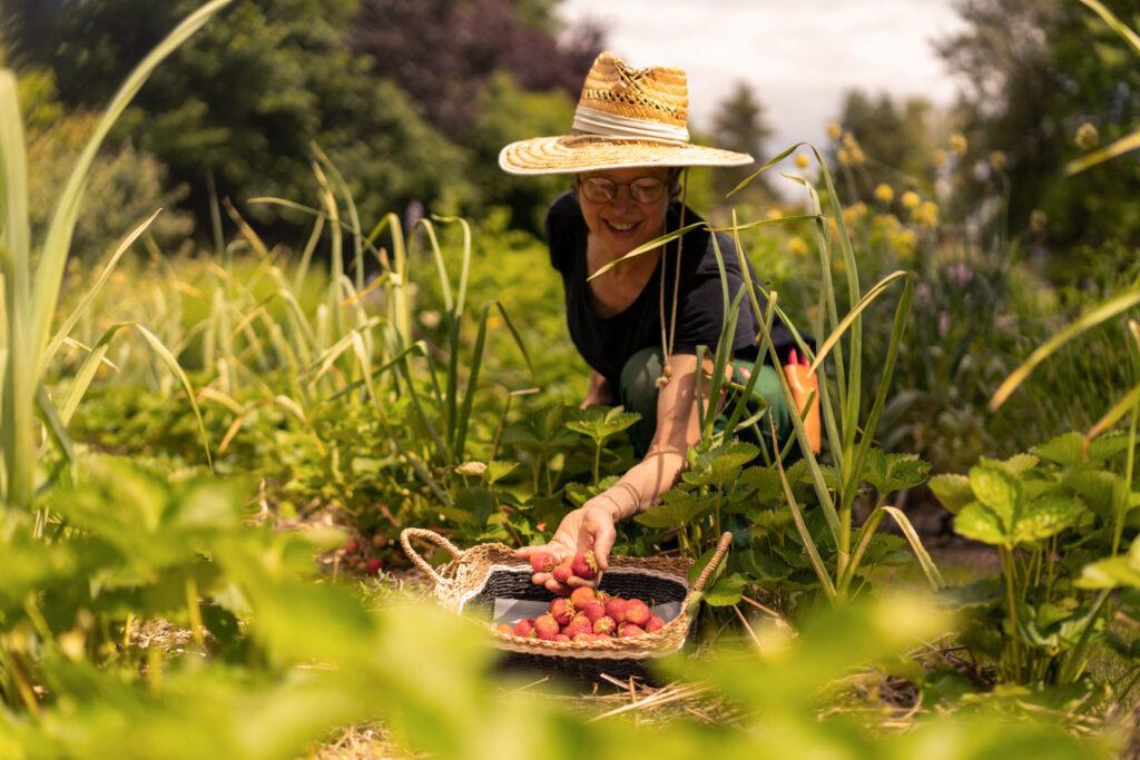 Snack Garden at the Sustainable Hotel - A woman in a gardener's hat picks organic berries