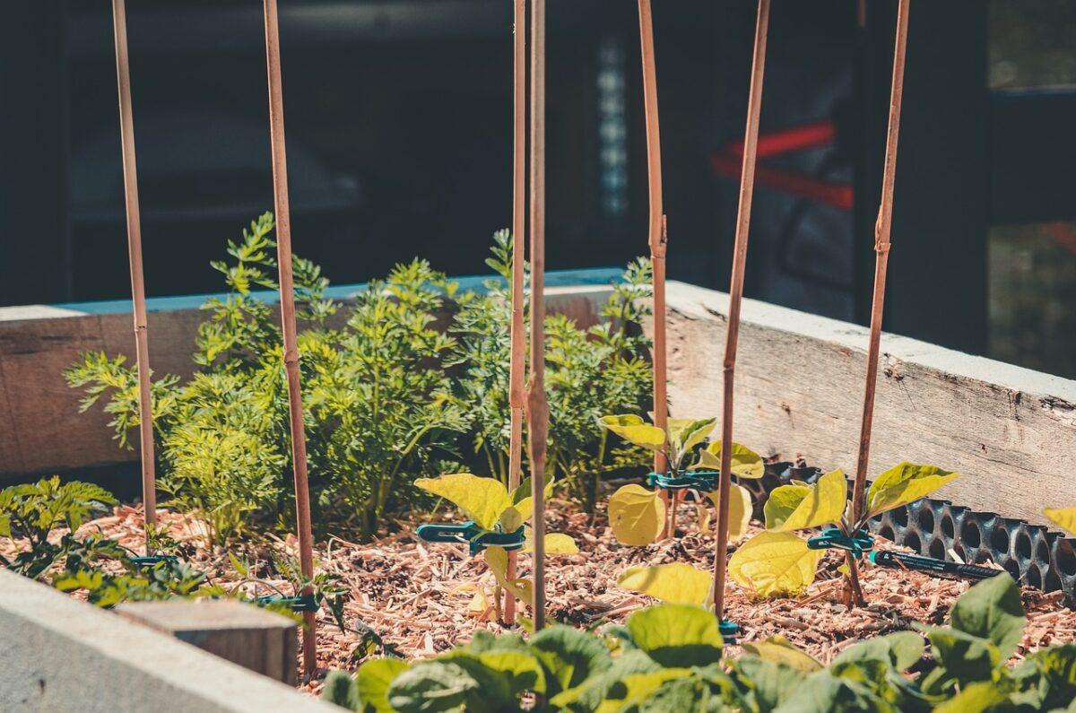 What vegetables to plant in August?