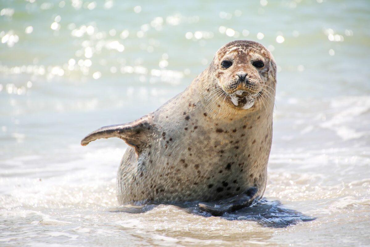 Is the Wadden Sea in danger? Learn how to enjoy a sustainable vacation on the North Sea coast