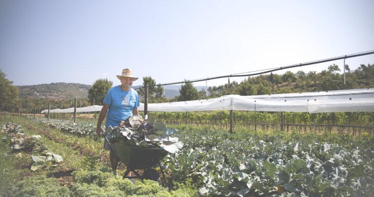 Harvesting their own produce – hotels with their own farms promoting sustainable measures