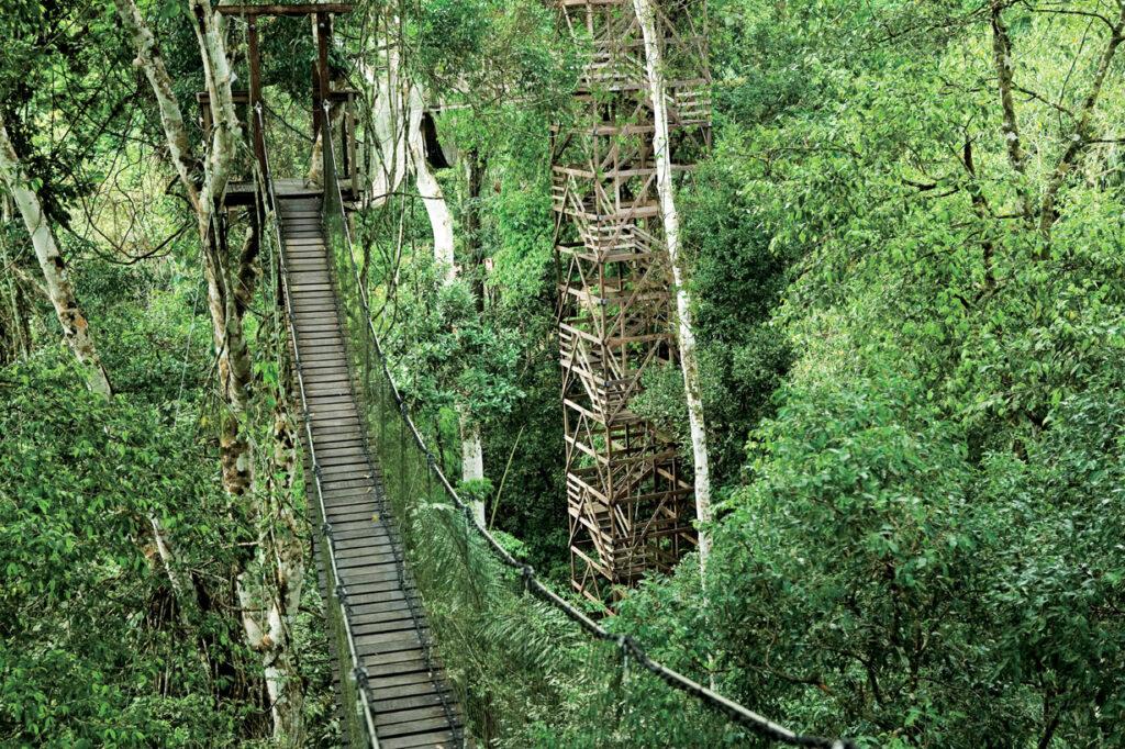 Sustainable travel in the forest: sleeping in treehouse hotels.