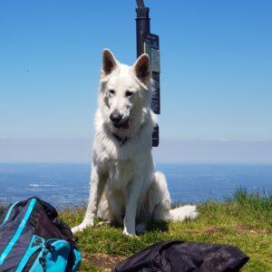 Wandern mit Hund