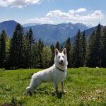 Dog in front of the mountains