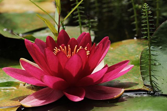 Viva Magenta is the Pantone color 2023. It says: back to nature!