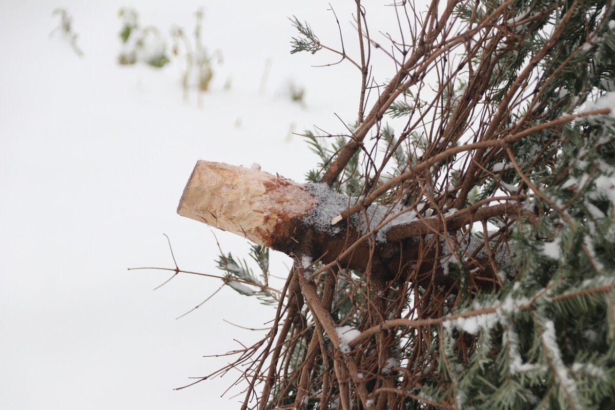 A second life for your Christmas tree: sustainable recycling ideas