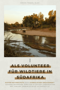 Ein einsamer Elefant steht bei Sonnenuntergang in Südafrika an einem ruhigen Fluss, umgeben von üppigen Bäumen. Die Szene vermittelt Ruhe und natürliche Schönheit. Der Text darunter befasst sich mit Freiwilligenarbeit im Naturschutz.